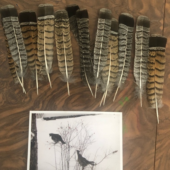 One Authentic Grouse feather - Picture 1 of 3